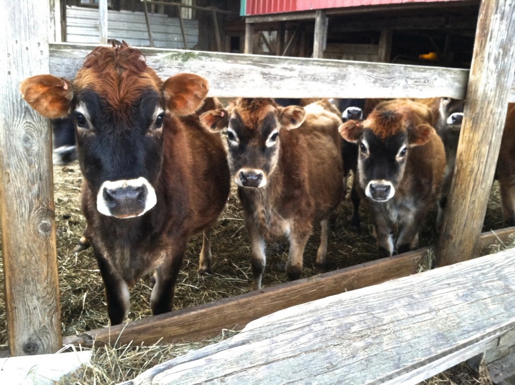 Milkhouse Cows