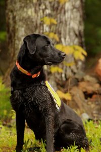 Dog from Science Dogs of New England