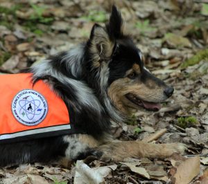 Dog, Science Dogs of New England