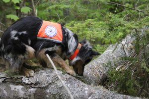 Dog detecting, Science Dogs of New England