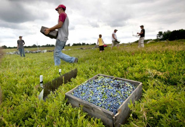 Farm Workers picking blueberries
