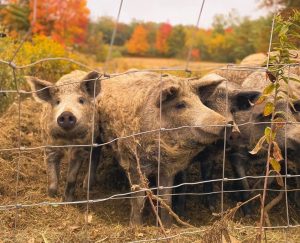 Pigs - Long Shot Revival Homestead