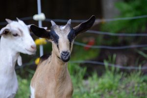 Goats at Wandering Goats 