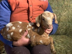 Baby Goat at Wandering Goat 