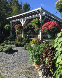 Display of Trailside Gardens flowers within a canopy 