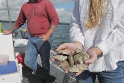 Frenchman Bay Oyster Company – Sullivan