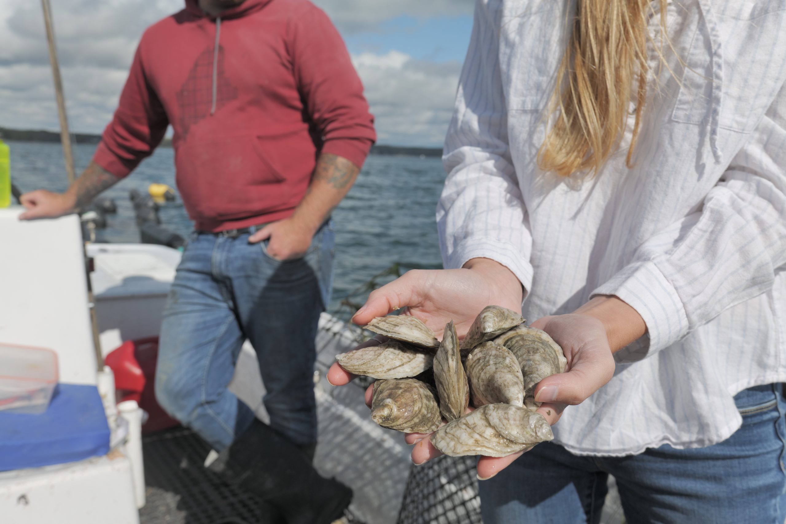 Oysters - Frenchman Bay Oyster Company - Sullivan - Maine SBDC