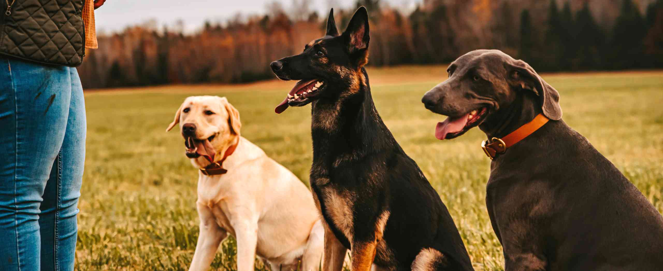 Three dogs sit patiently waiting for a cue from their trainer who is standing on the side with their hand up.