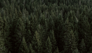 A dense and dark pine tree stand filling the entire frame.