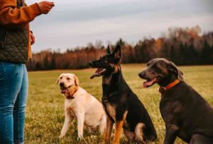 Three dogs sit patiently waiting for a cue from their trainer who is standing on the side with their hand up.