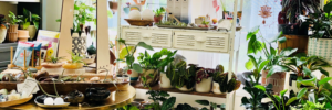 Retail display of house plants and other related items at Yarrow in Kittery Maine